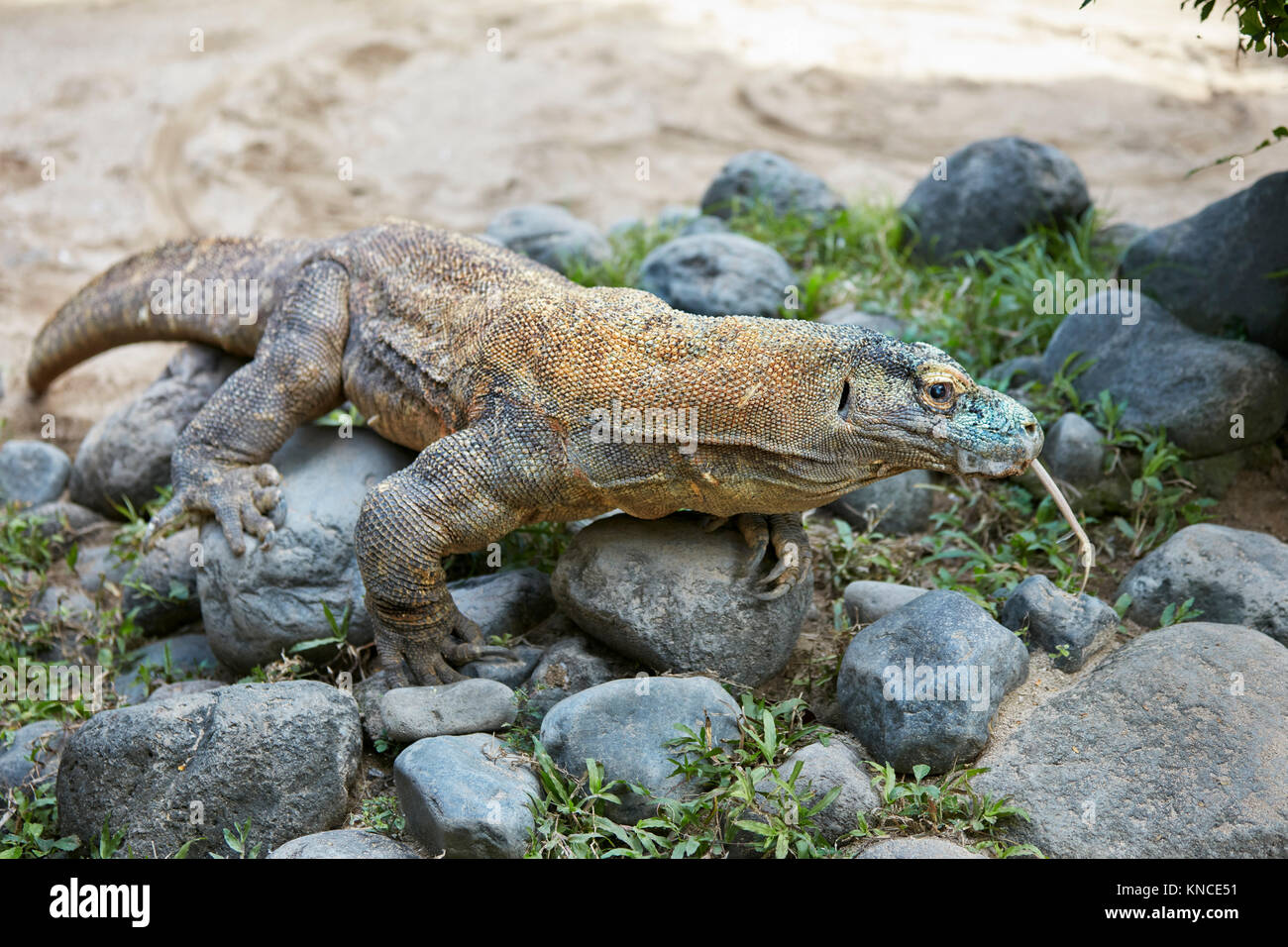 Komodo dragon (Varanus komodoensis) using its tongue to sample the air. Bali  Bird Park, Batubulan, Gianyar regency, Bali, Indonesia Stock Photo - Alamy