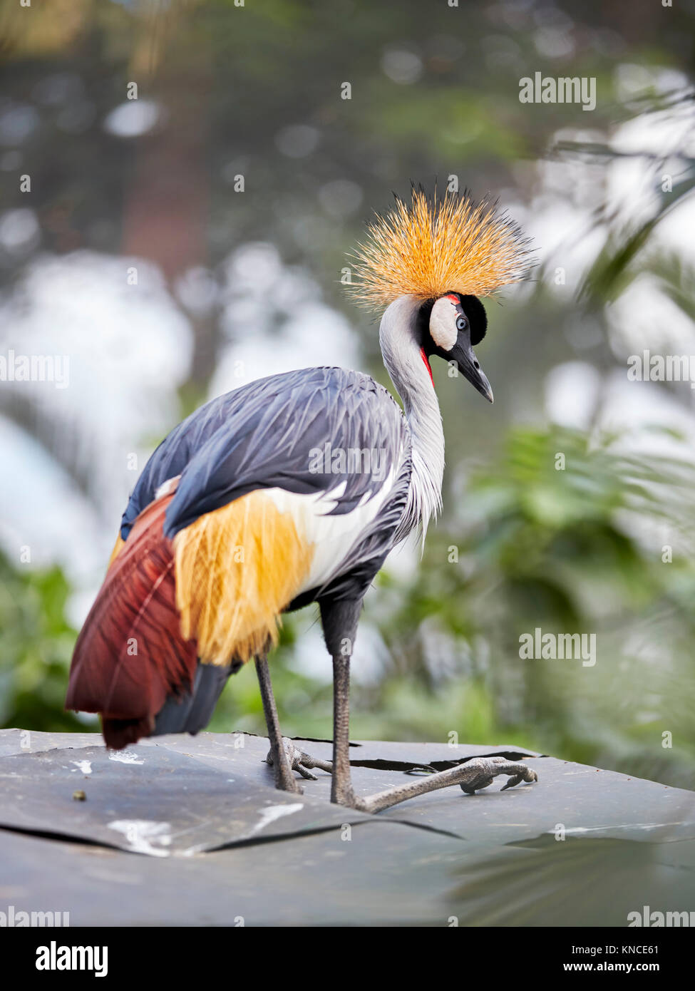 Grey Crowned Crane (Balearica regulorum). Bali Bird Park, Batubulan, Gianyar regency, Bali, Indonesia. Stock Photo