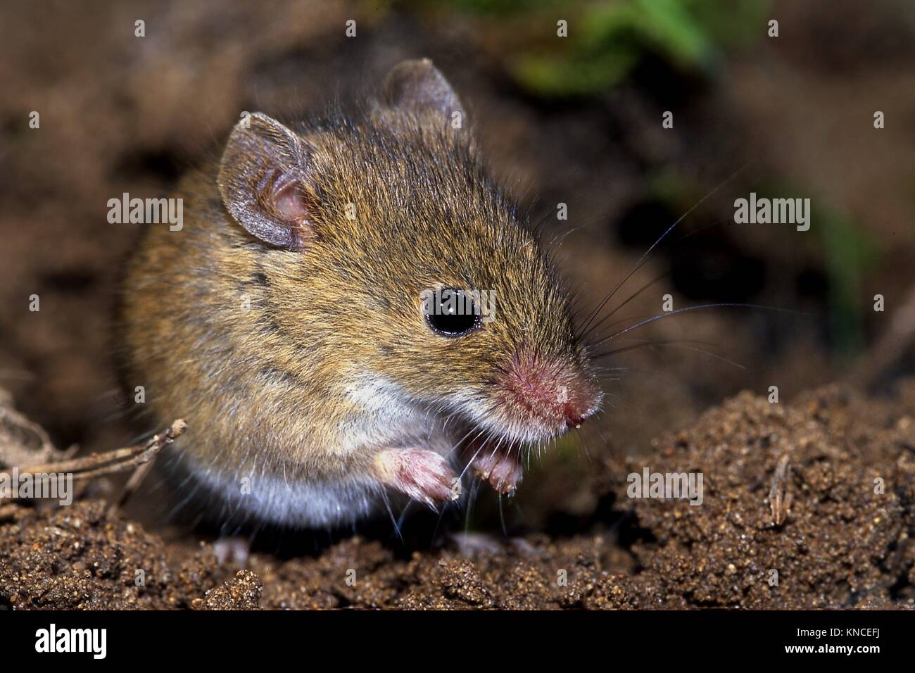 House Mouse (Mus musculus). Parque Nacional de Monfrague, Extremadura. Stock Photo