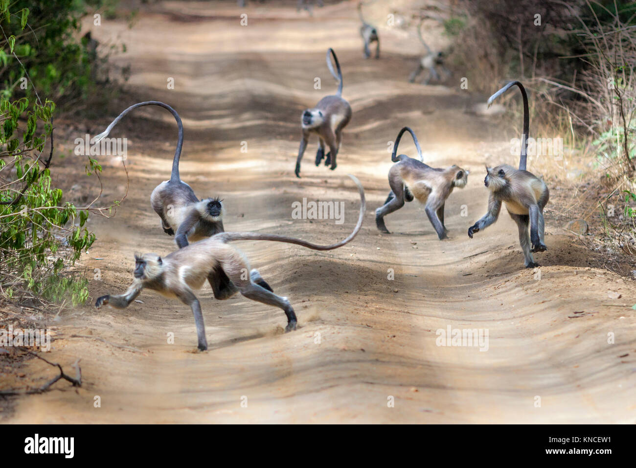Group of Grey langurs or Hanuman langurs running jumping due to alarm call of Tiger around, at Ranthambhore.  ( Presbytis entellus ) Stock Photo