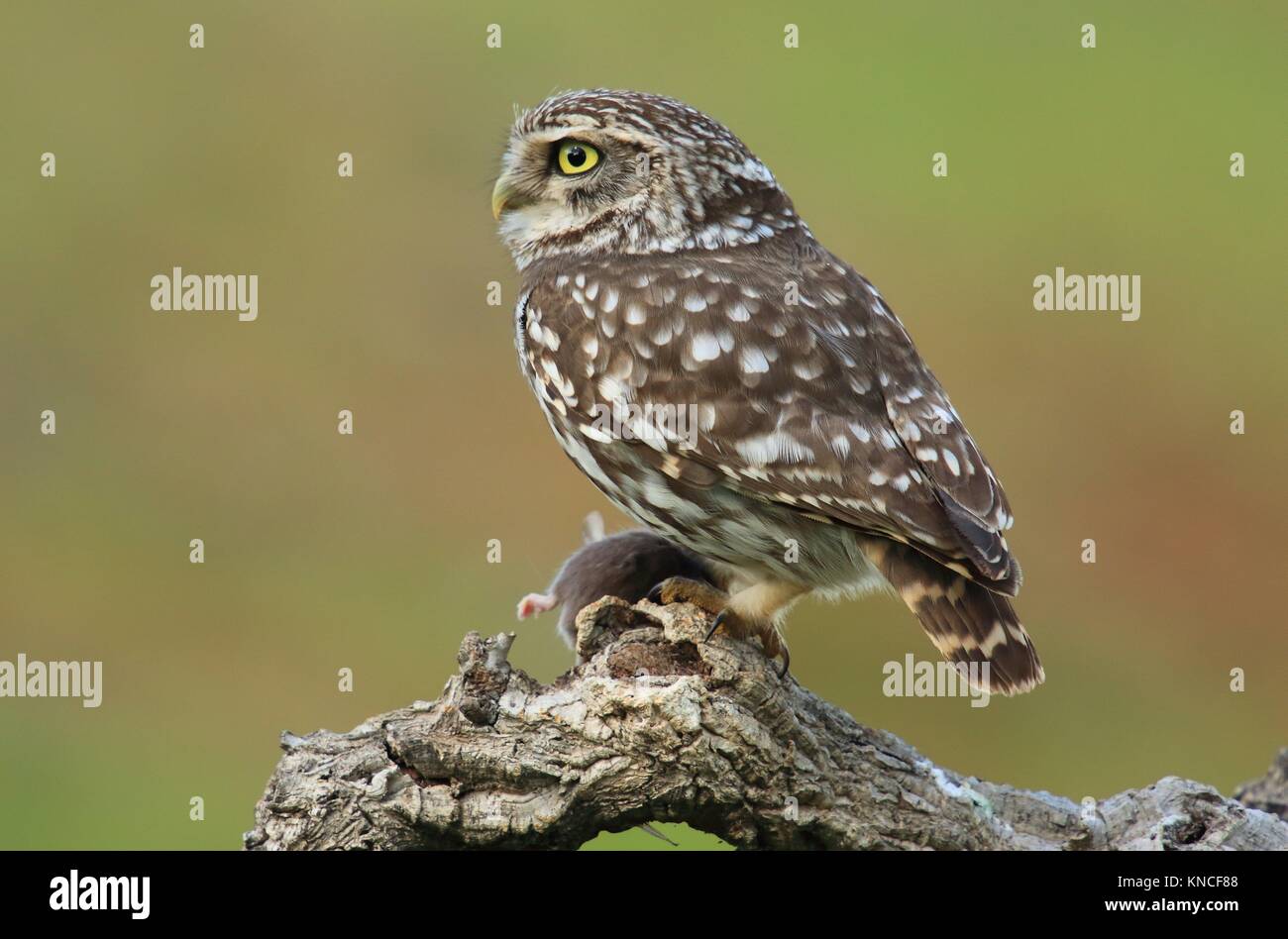 Little owl (Athene noctua). Parque Nacional de Monfrague, Extremadura, Spain Stock Photo