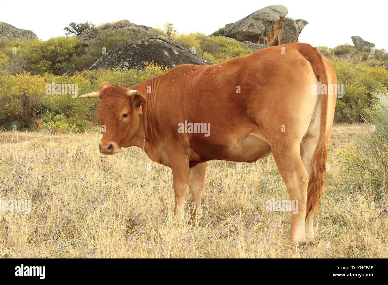 Vaca cacereña en el Monumento Natural de los Barruecos de Cáceres, Extremadura. Stock Photo