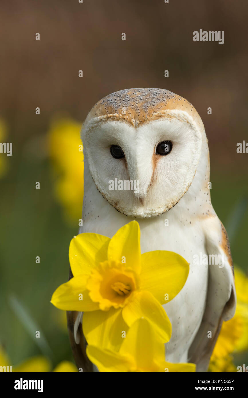 Barn Owl; Tyto alba Single in Daffodils Cornwall; UK Stock Photo Alamy