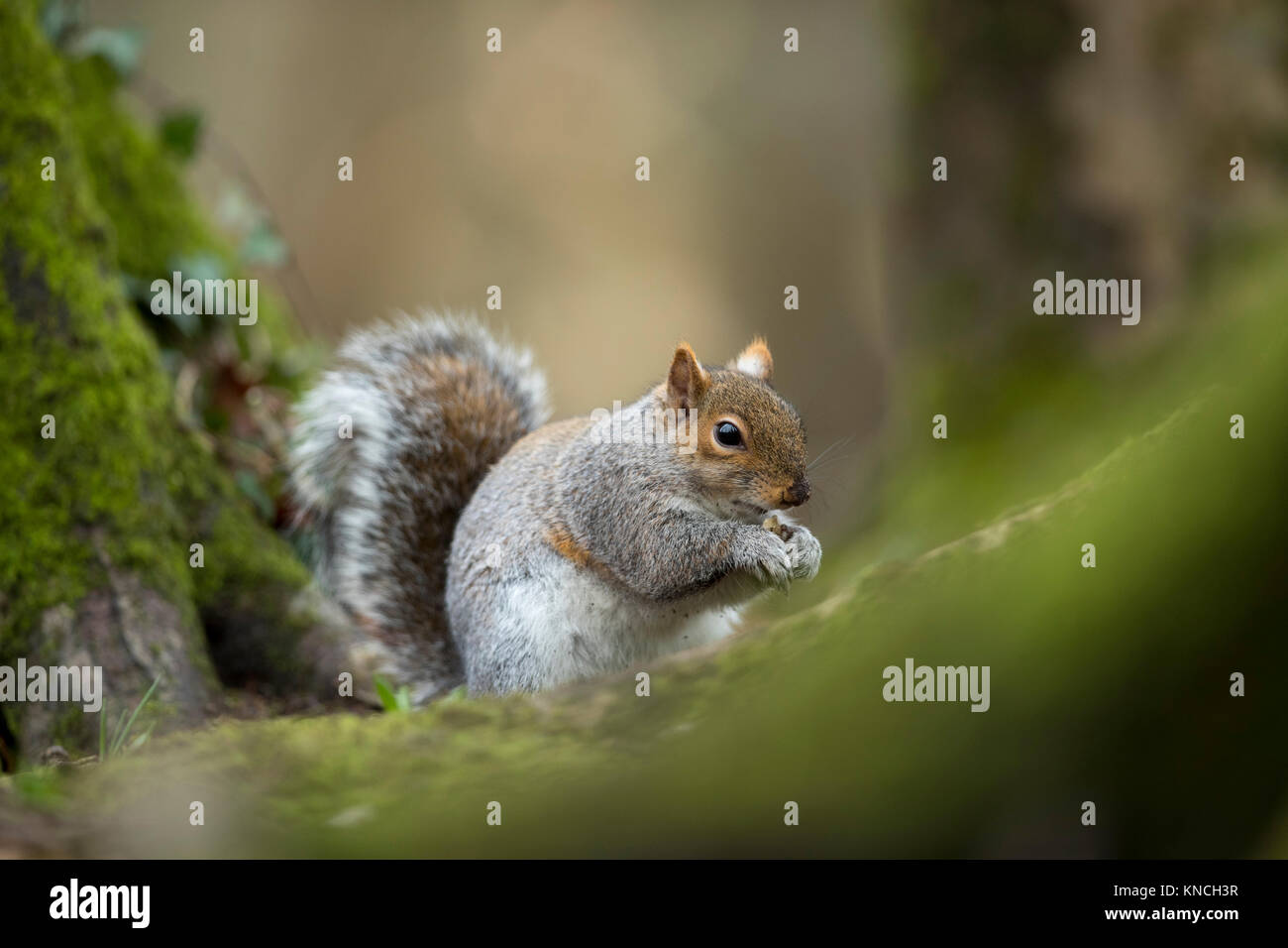 Grey Squirrel; Sciurus carolinensis Single; Holding Food Cornwall; UK Stock Photo