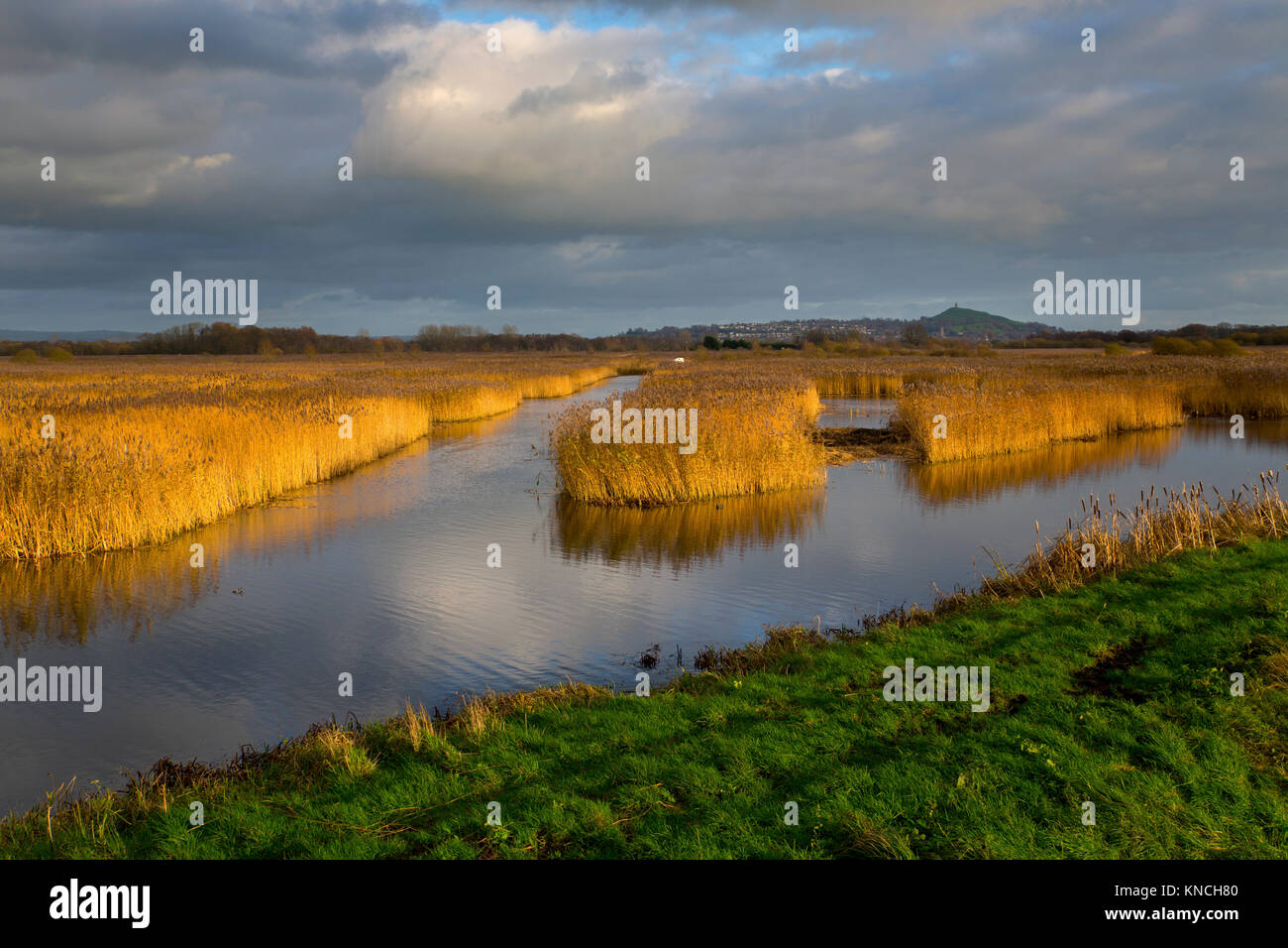 Ham Wall; Avalon Hide View; Somerset Levels; UK Stock Photo