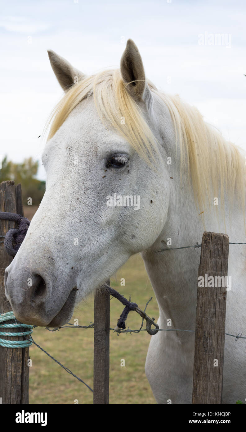 Close up of a white Camargue horse standing at a barbed wire fence. Only his head and neck are shown in profile. Flies are on the horse's face. Stock Photo
