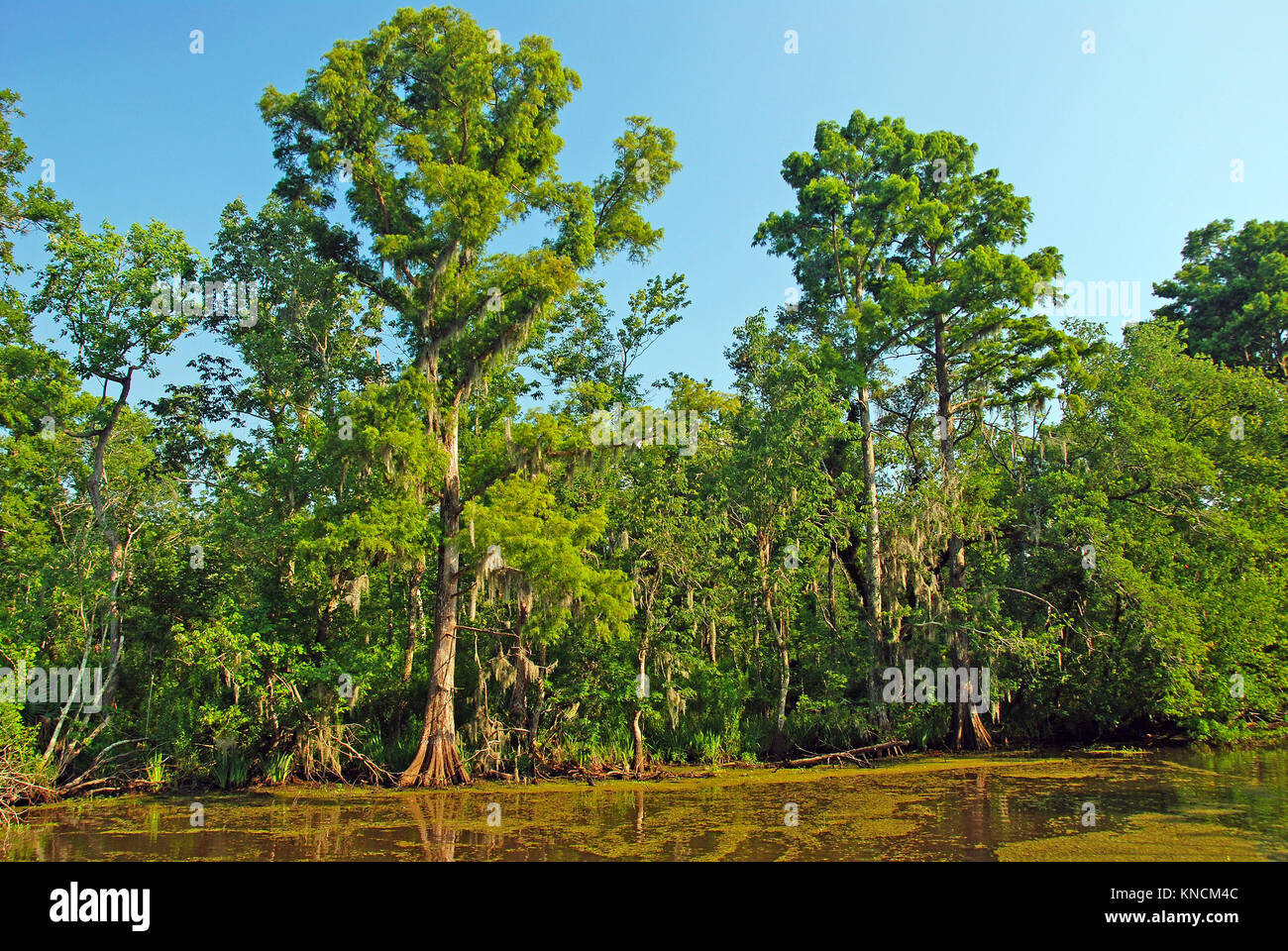 Cypress Swamp in the Louisiana Bayou Stock Photo