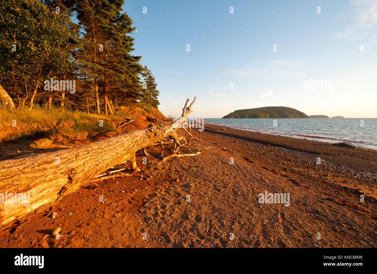 Log at Sunset in Five Islands Provincial Park Stock Photo Alamy