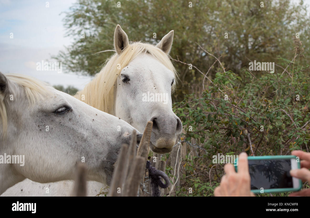 Two Camargue horses standing behind a fence and posing for a photograph. Vegetation is in the foreground. Shallow depth of field. Stock Photo