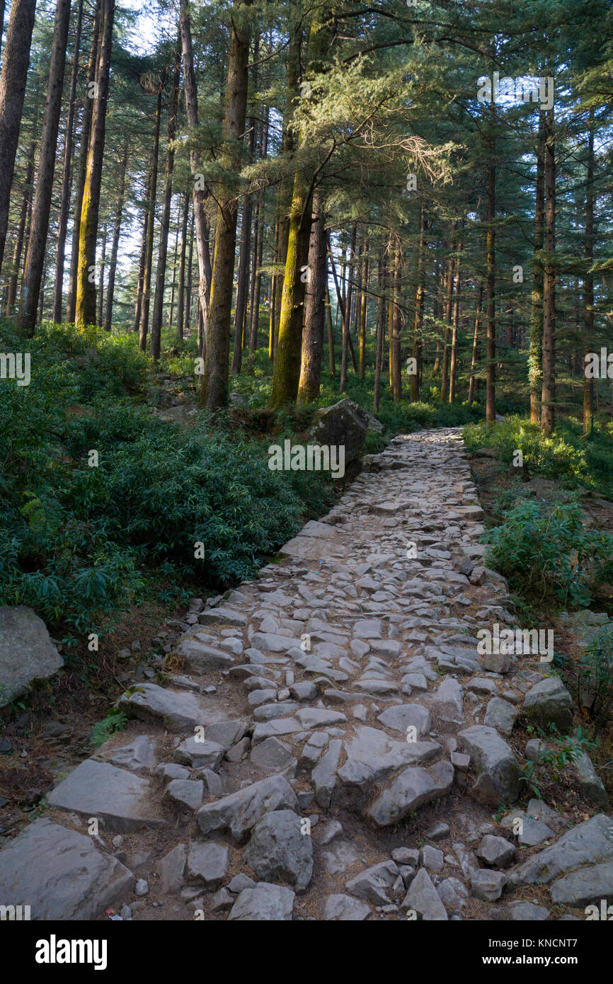 Old stone path through cedar forest leads toward Triund from Dharamkot, India Stock Photo
