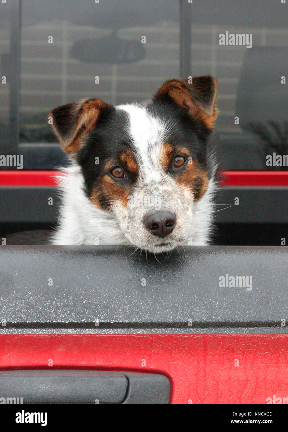 Sad Looking Dog in the Back of a Pickup Truck. 'Why do I always have to stay and watch the truck?' Stock Photo