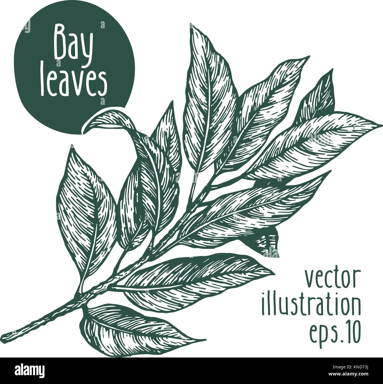 Bay leaves. Vector illustration for design menu, packaging and recipes