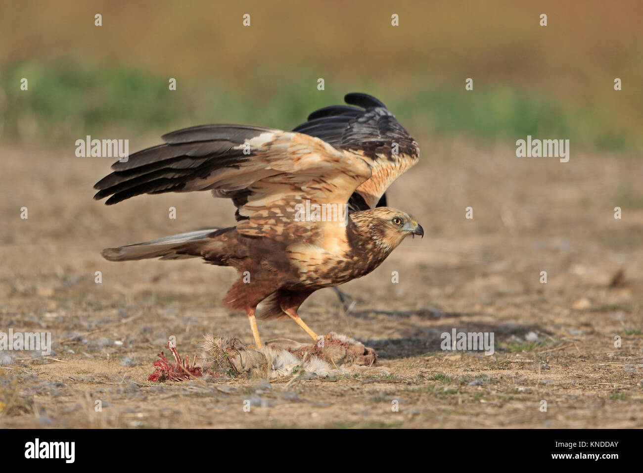 Immature Male Marsh Harrier on a rabbit in Spain Stock Photo - Alamy