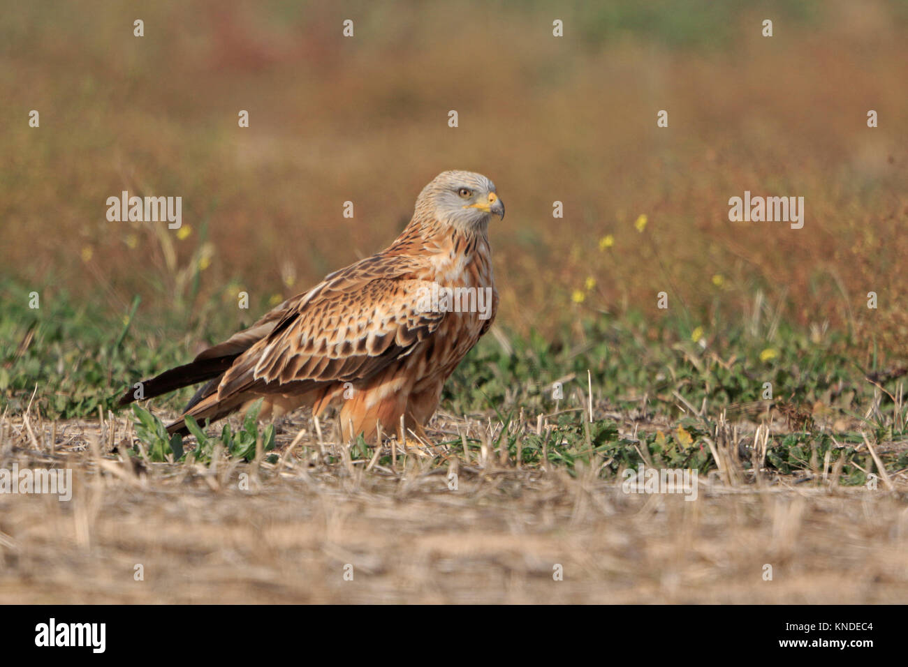 Red Kite on the ground in Spain Stock Photo
