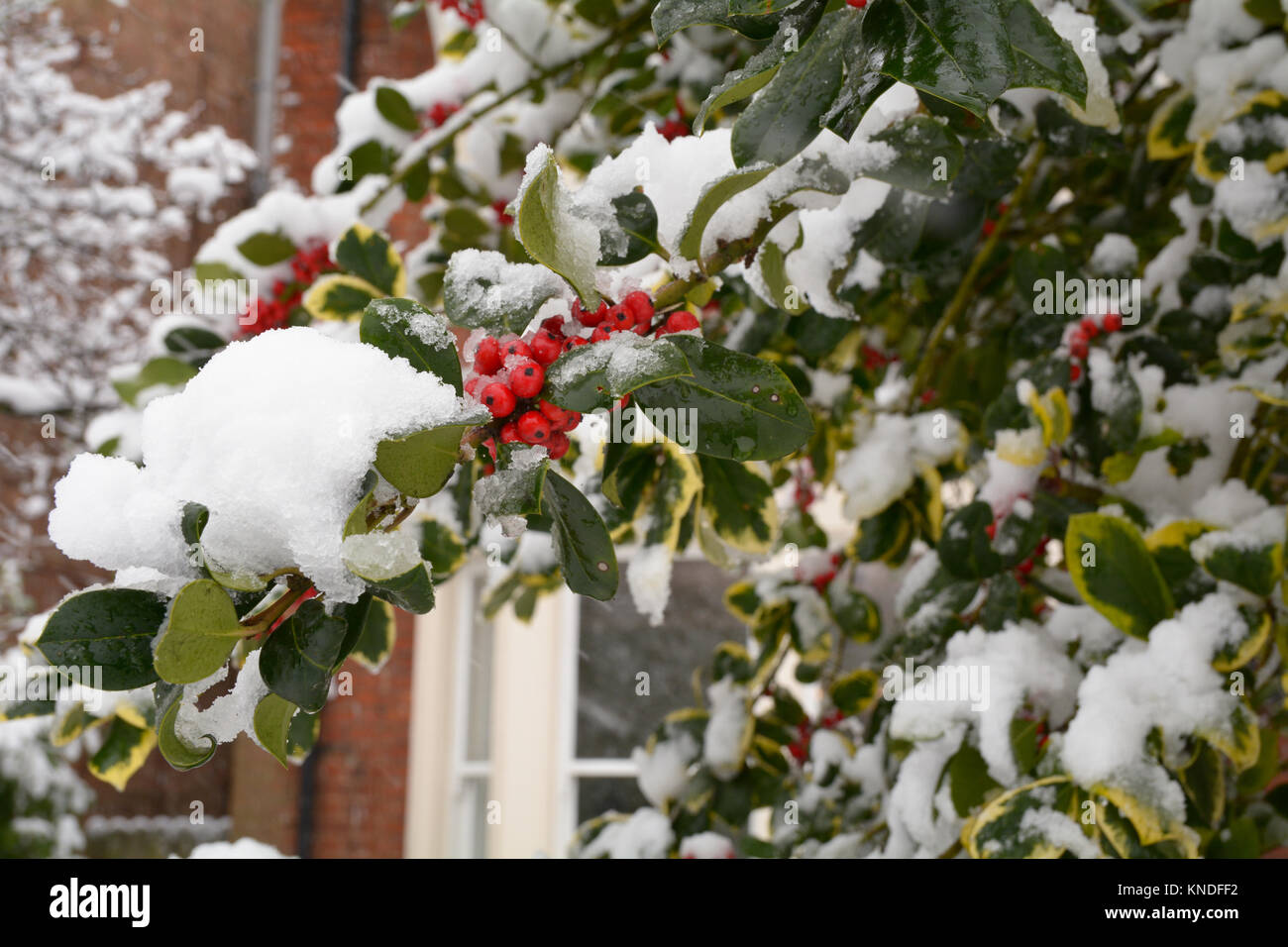 Holly tree with red berries hi-res stock photography and images - Alamy