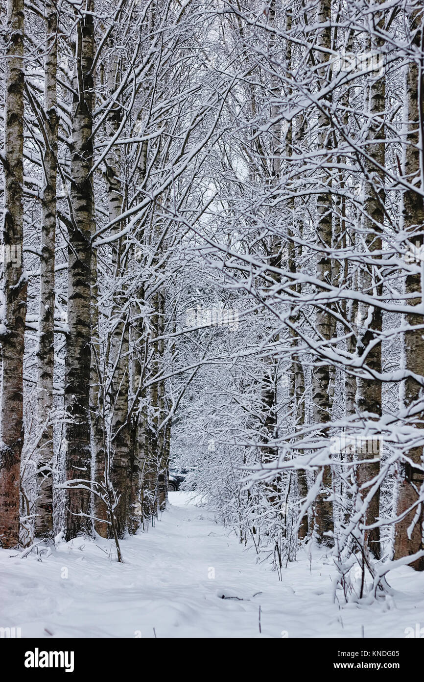 winter forest covered snow Stock Photo - Alamy