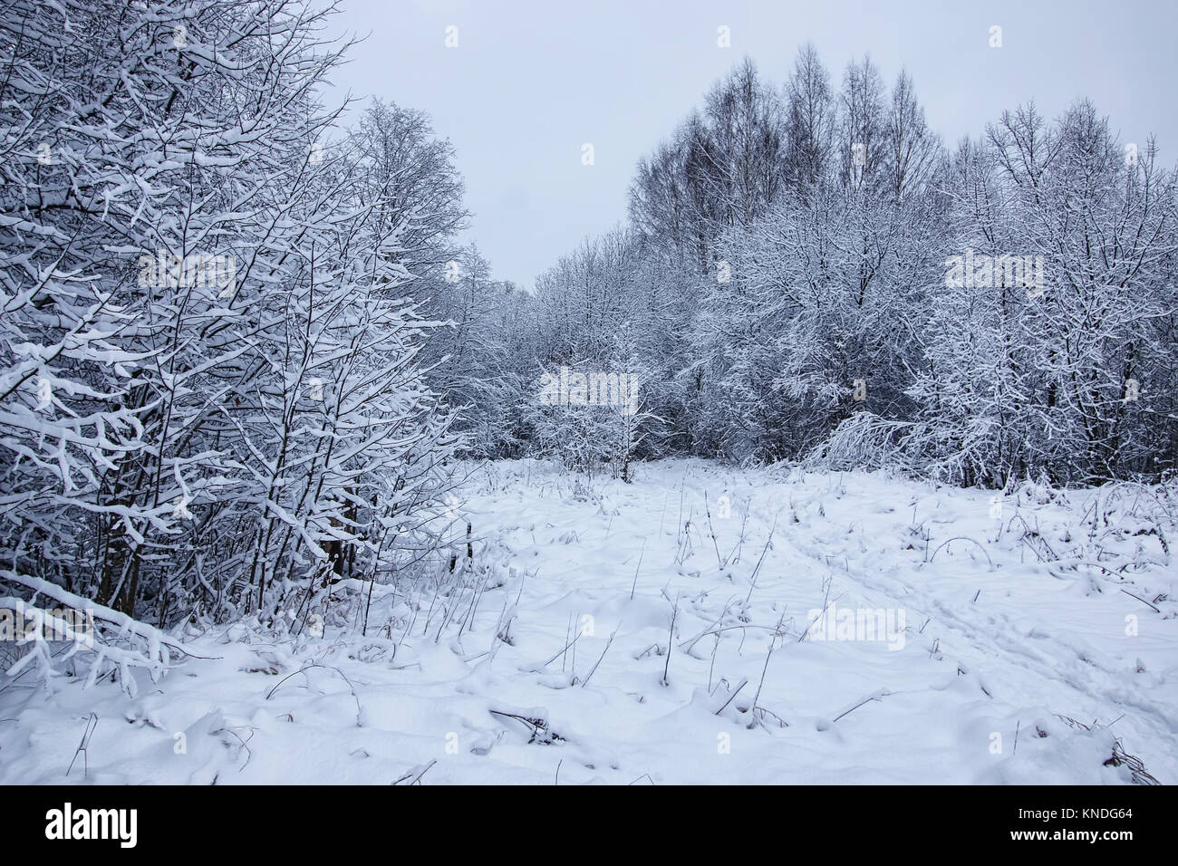 winter forest covered snow Stock Photo - Alamy