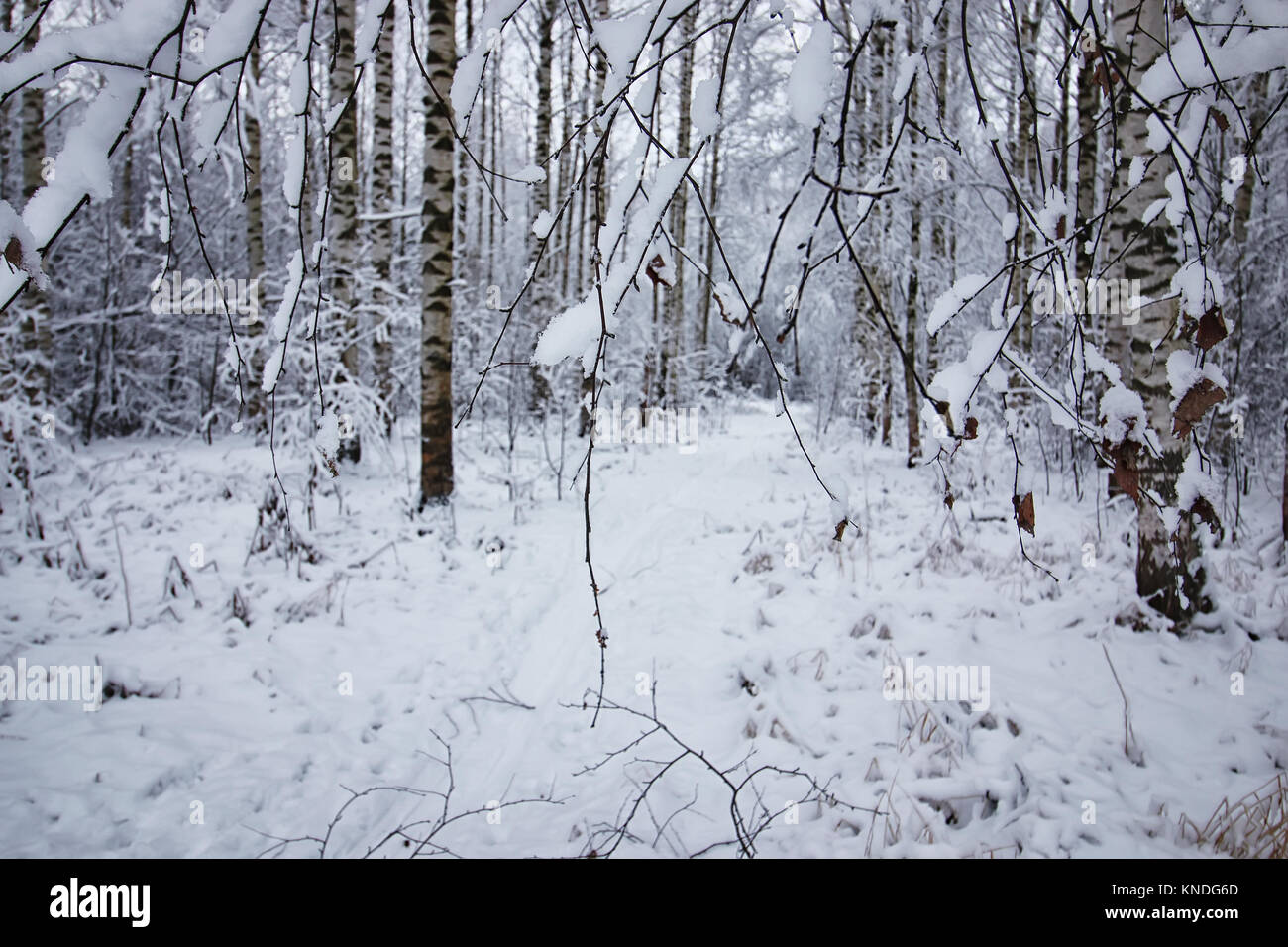 winter forest covered snow Stock Photo - Alamy