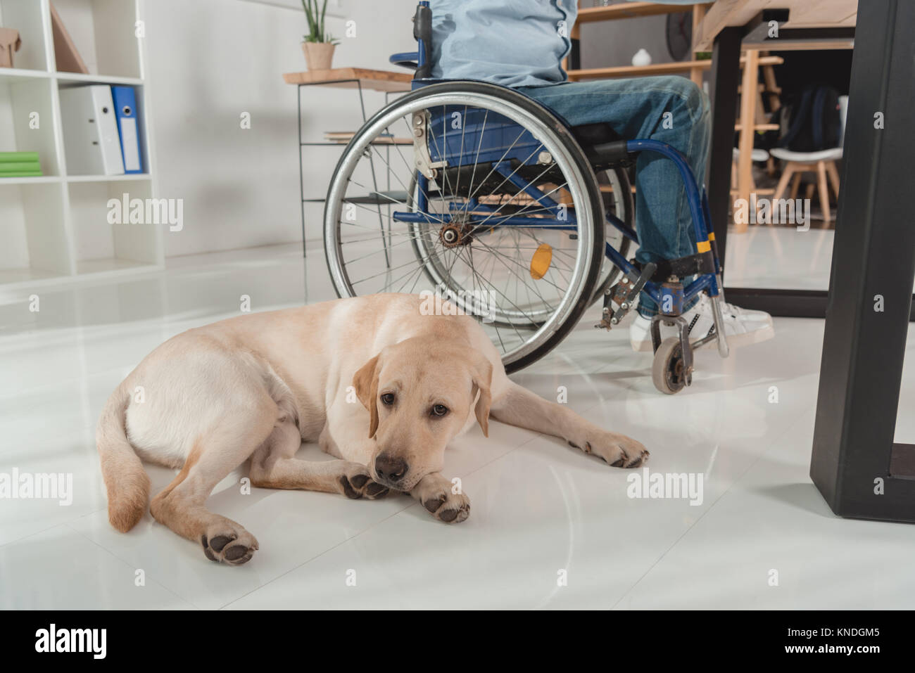 dog near man in wheelchair Stock Photo