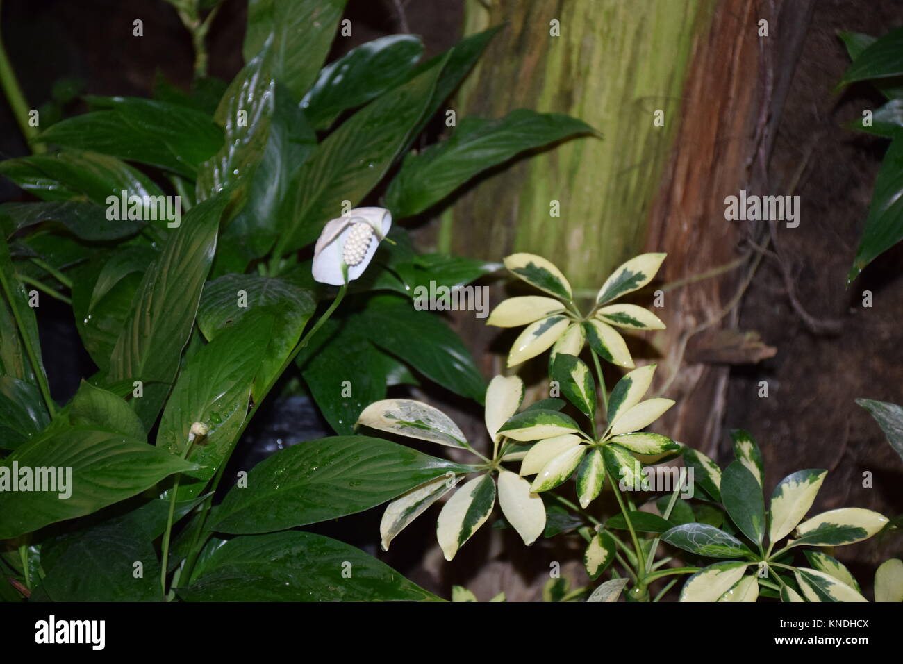 Beautiful Sikkim Stock Photo