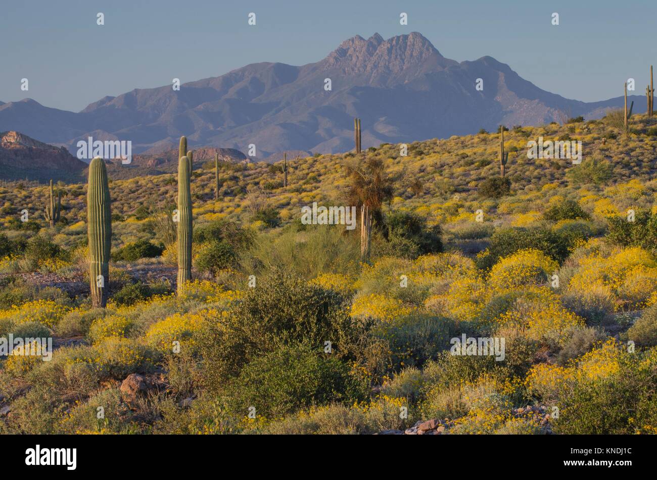 Evening over the Sonoran Desert and Superstition Mountains Arizona