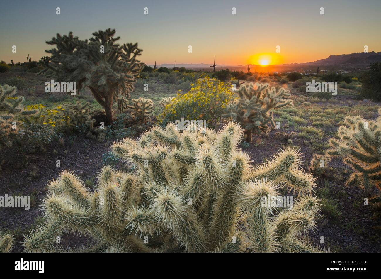 Desert sunset in sonoran desert hi-res stock photography and images - Alamy