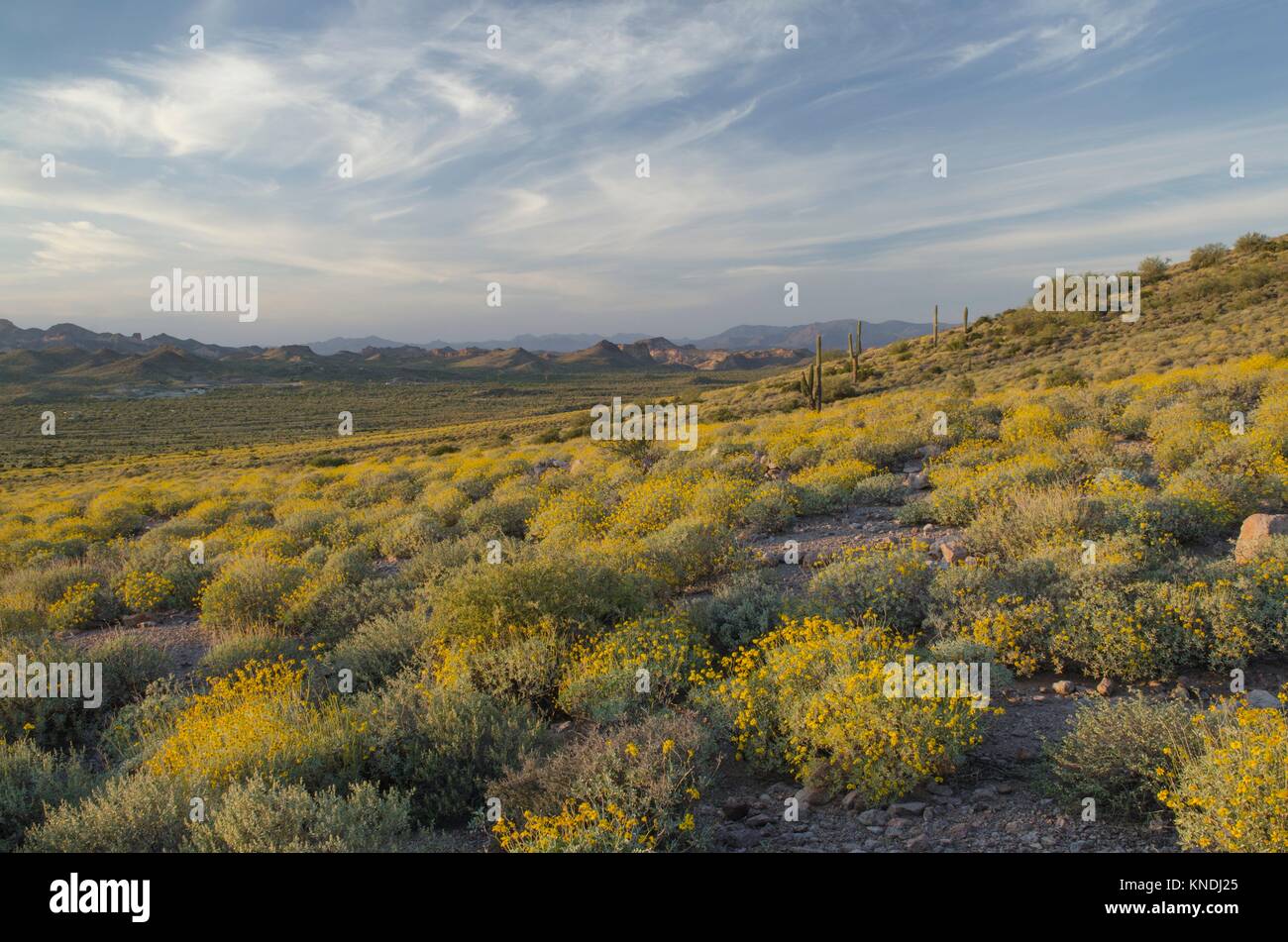 Evening over the Sonoran Desert and Superstition Mountains Arizona