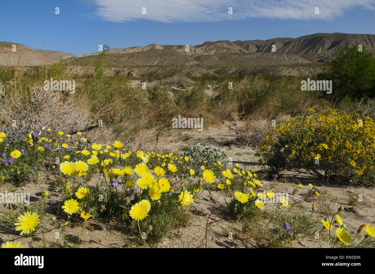 Wildflowers anza borrego desert state hires stock photography and