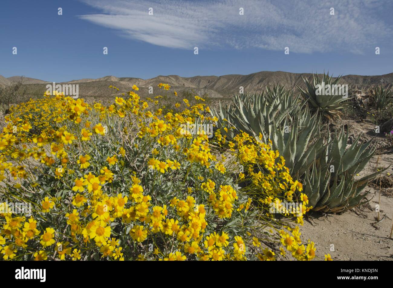 Brittlebush (Encelia farinosa), AnzaBorrego Desert State Park