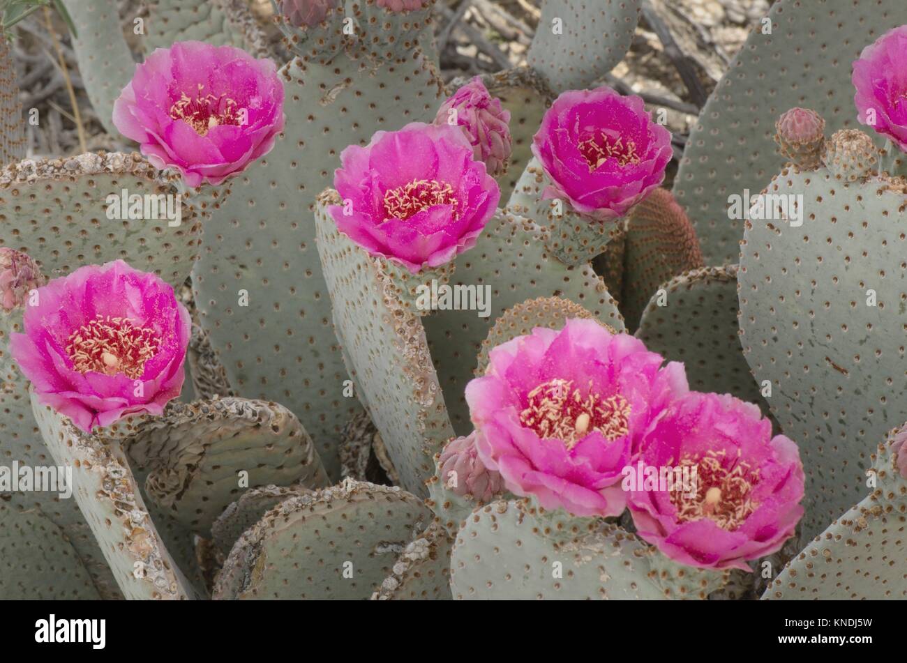 Beavertail Cactus (Opuntia basilaris) flowers, AnzaBorrego Desert