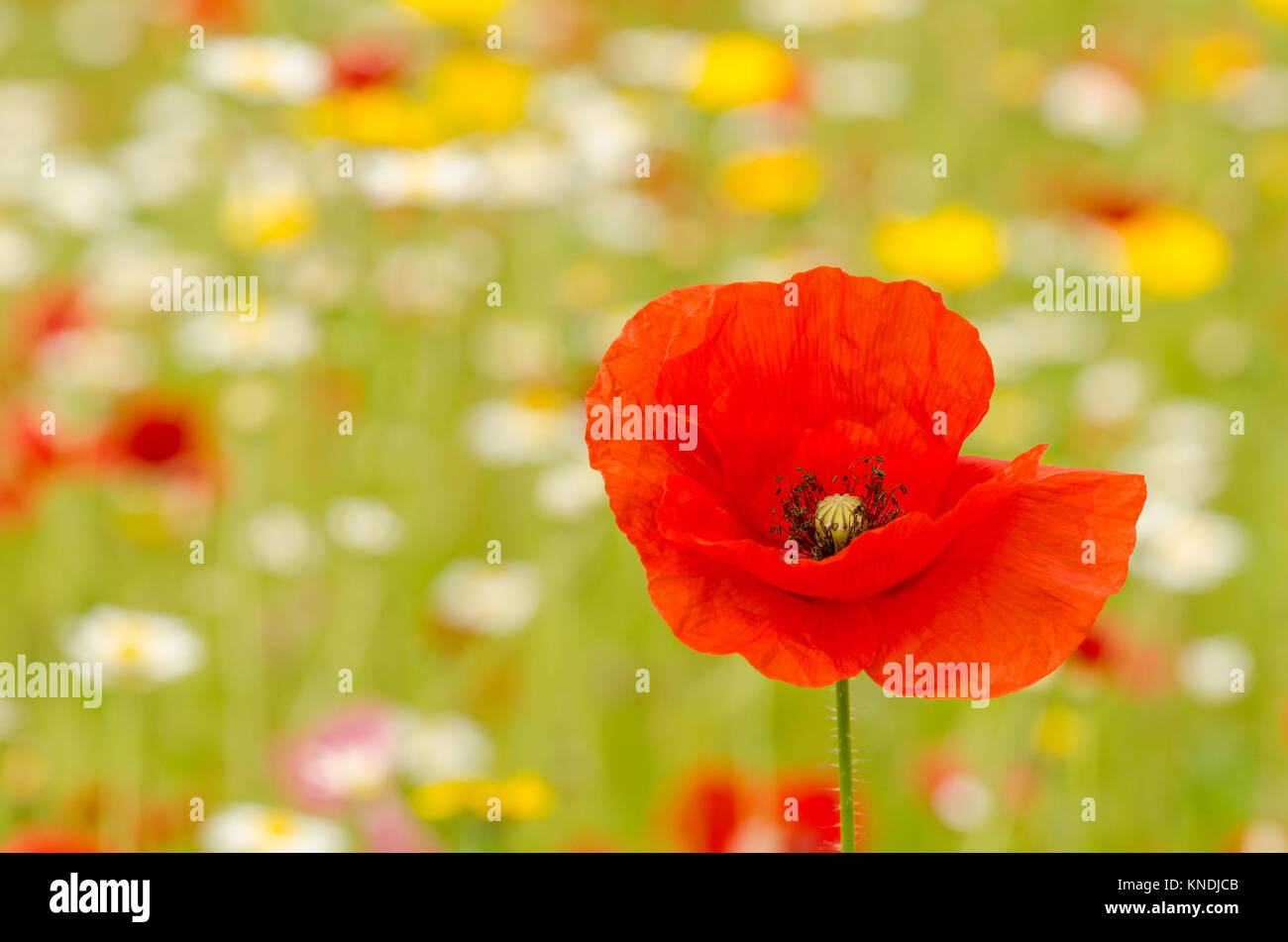Red Poppy against wild flower background Stock Photo - Alamy