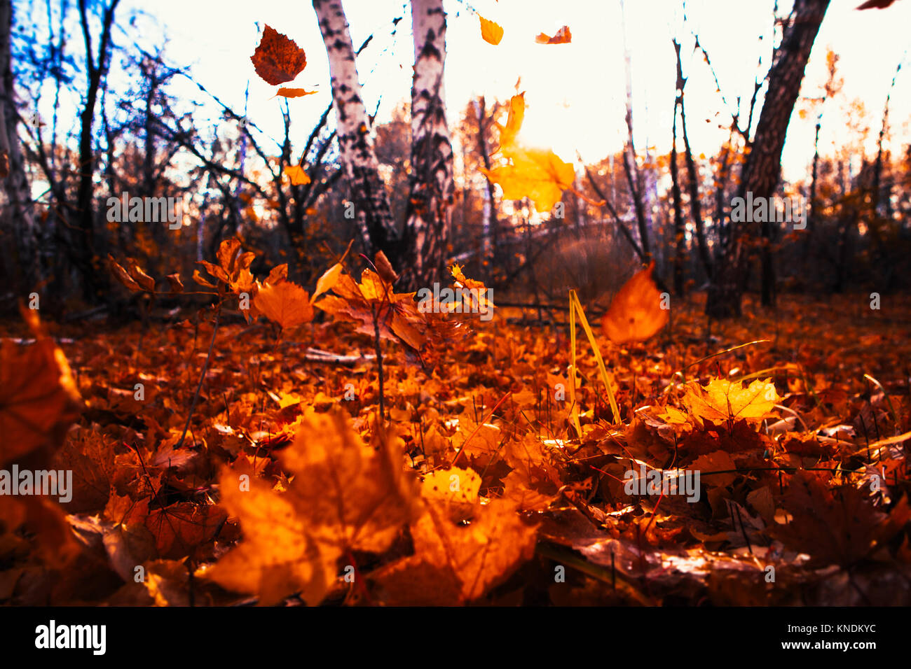 Autumn leaves close up on sun background Stock Photo - Alamy