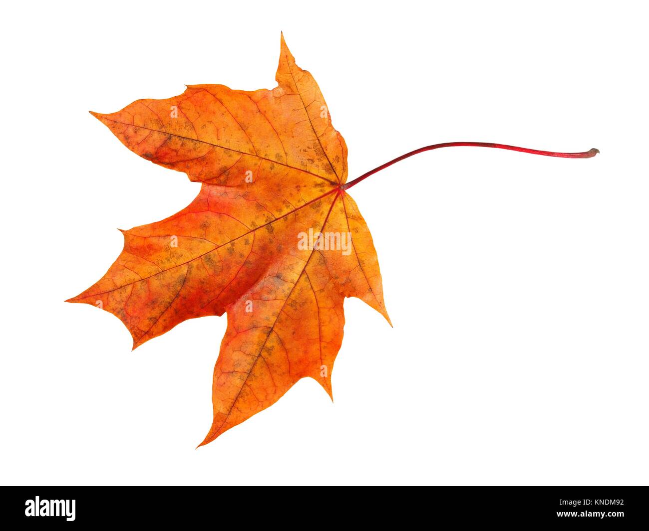 Autumn leaf isolated on white background Stock Photo