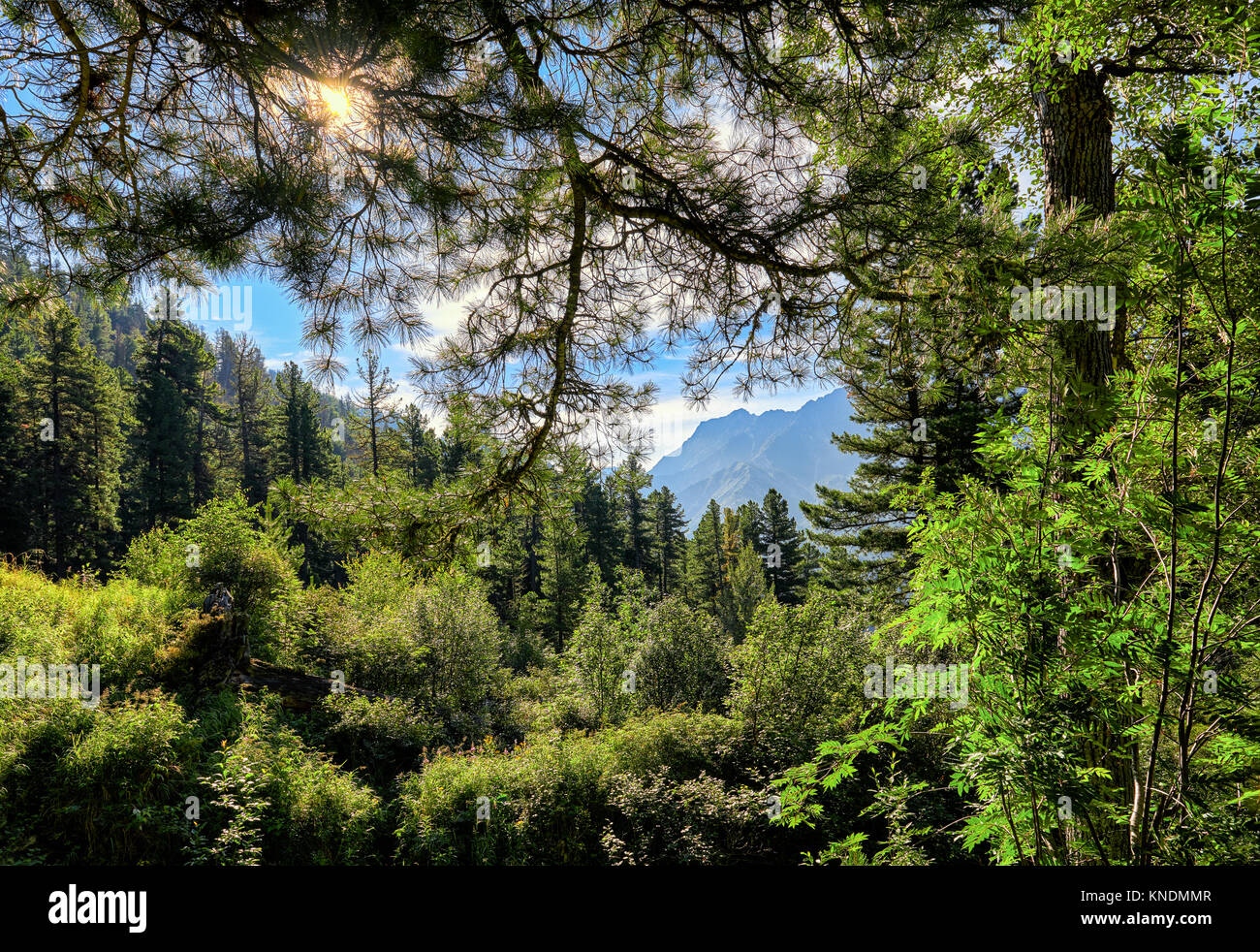 Taiga landscape. Sun shines through branches of Siberian pine. Sayan Mountains. Russia Stock Photo