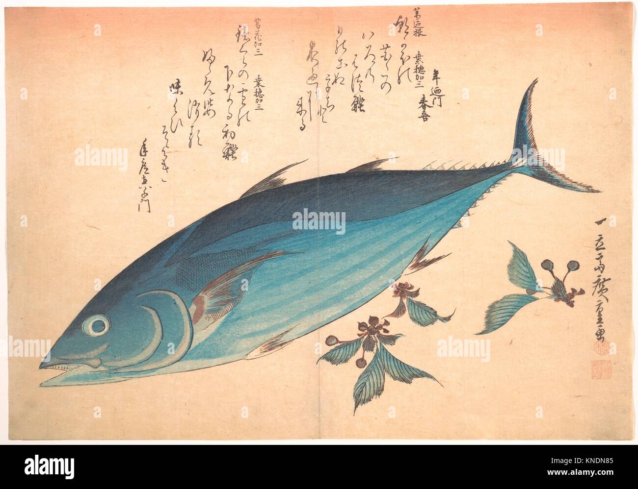 éšã¥ãã—ã€€é°¹ã«æ¡œ/Katsuo Fish with Cherry Buds, from the series Uozukushi (Every Variety of Fish). Artist: Utagawa Hiroshige (Japanese, Tokyo Stock Photo