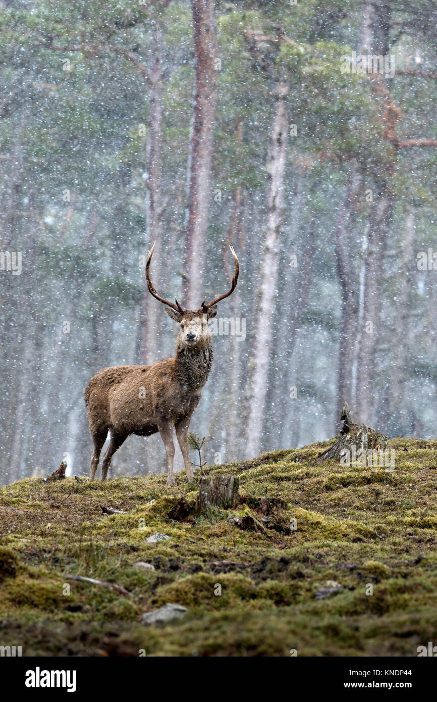 Red Deer; Cervus elaphus Single; Stag in Snow Scotland; UK Stock Photo