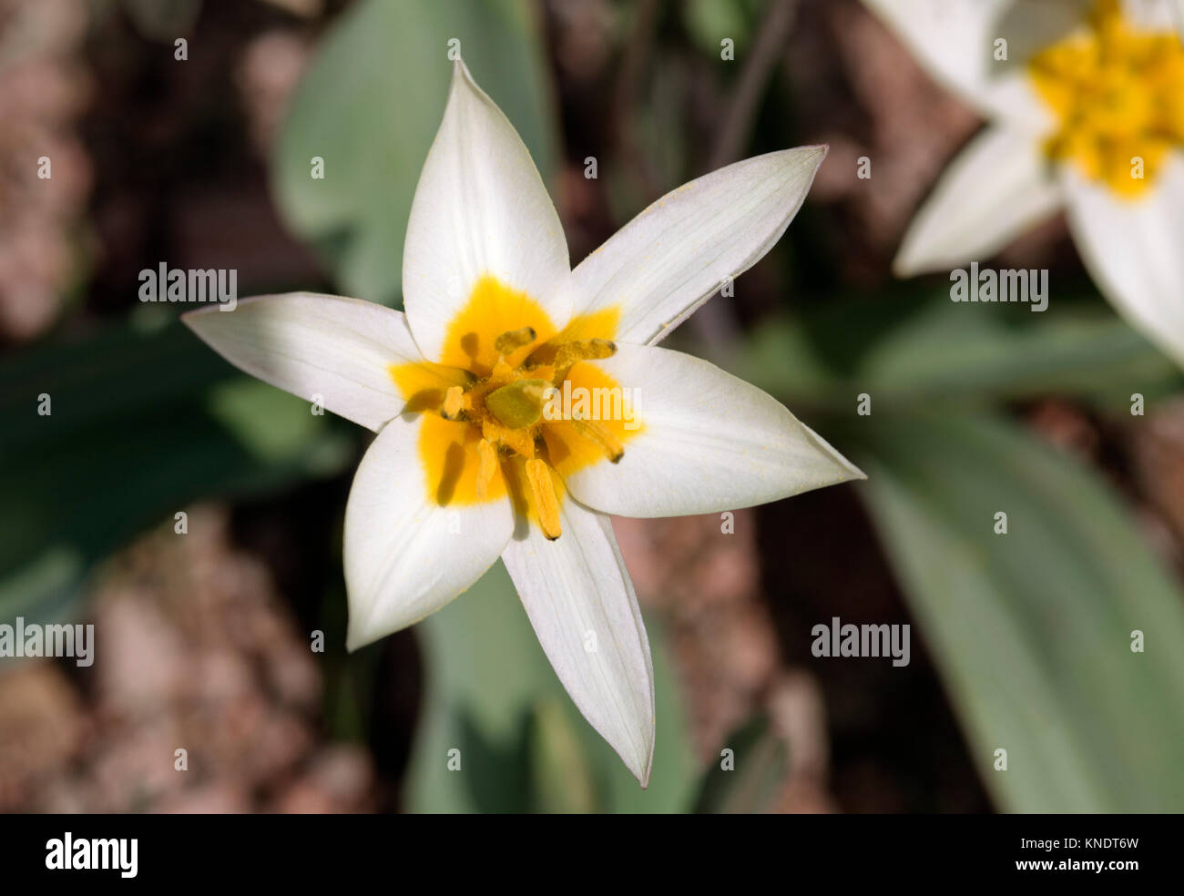 White wild tulips Stock Photo