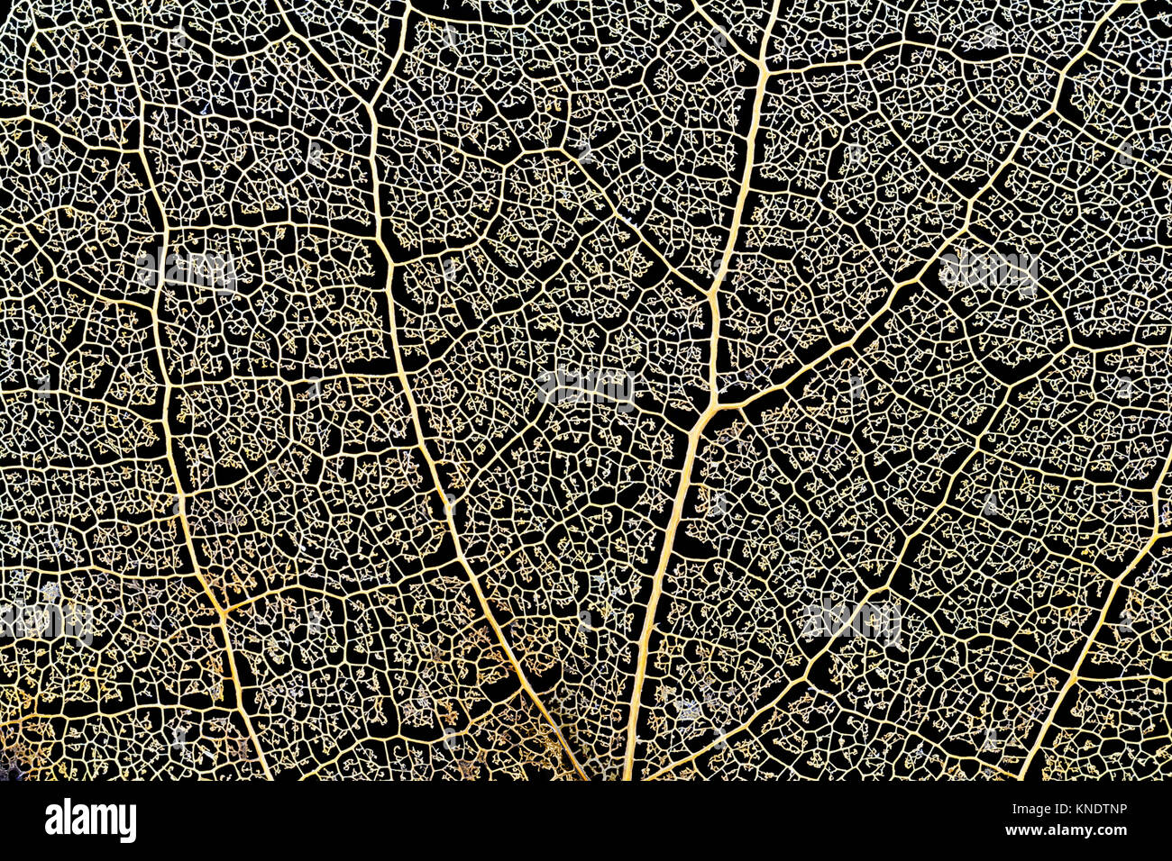 skeleton aspen leaf natural abstract texture Stock Photo Alamy