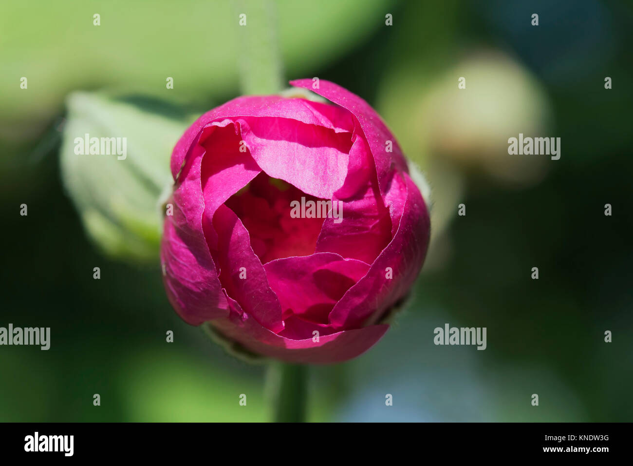 Pink rose bud against blue sky Stock Photo - Alamy