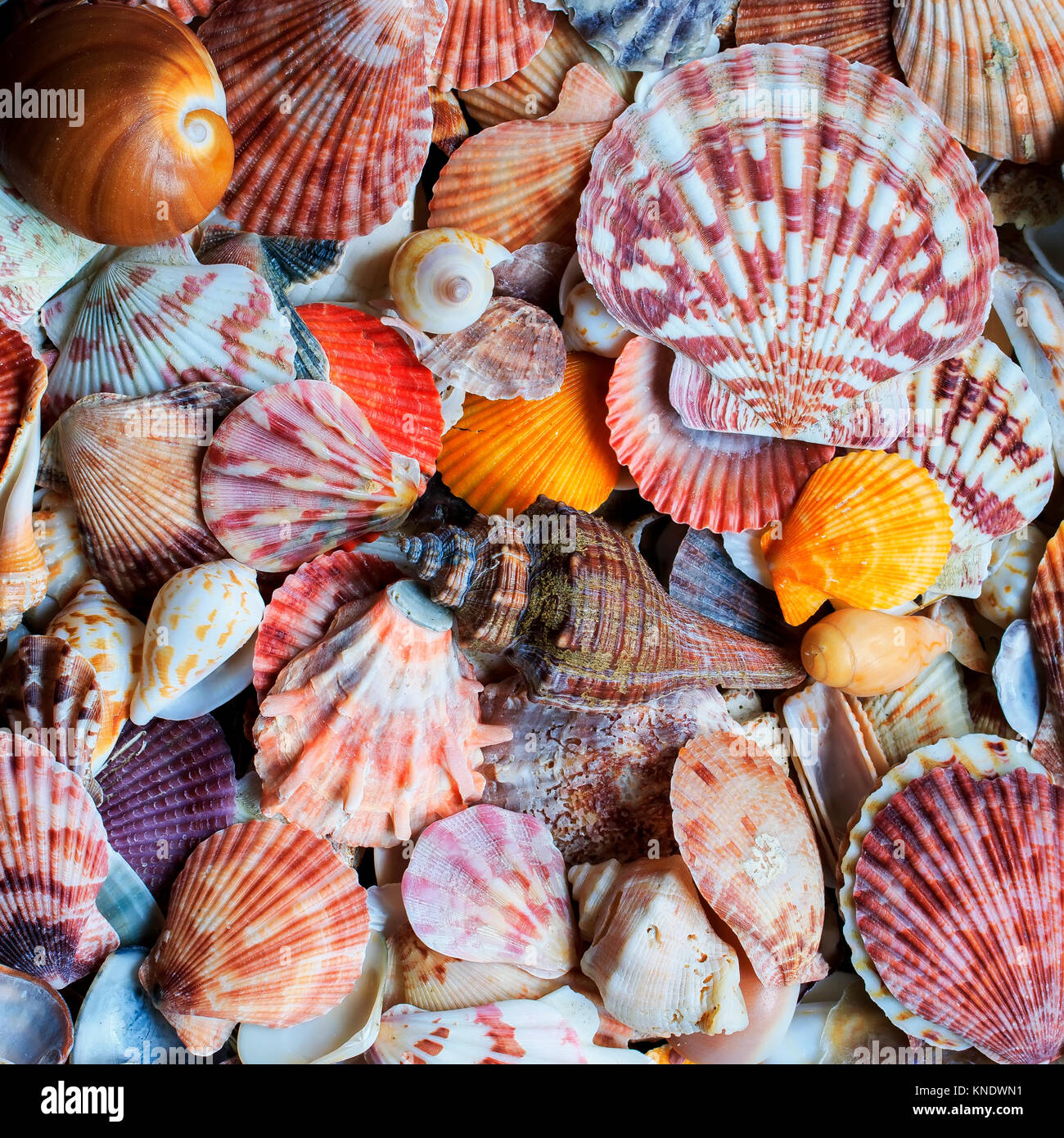 Wallpaper Colorful seashells decoration 3840x2160 UHD 4K Picture Image