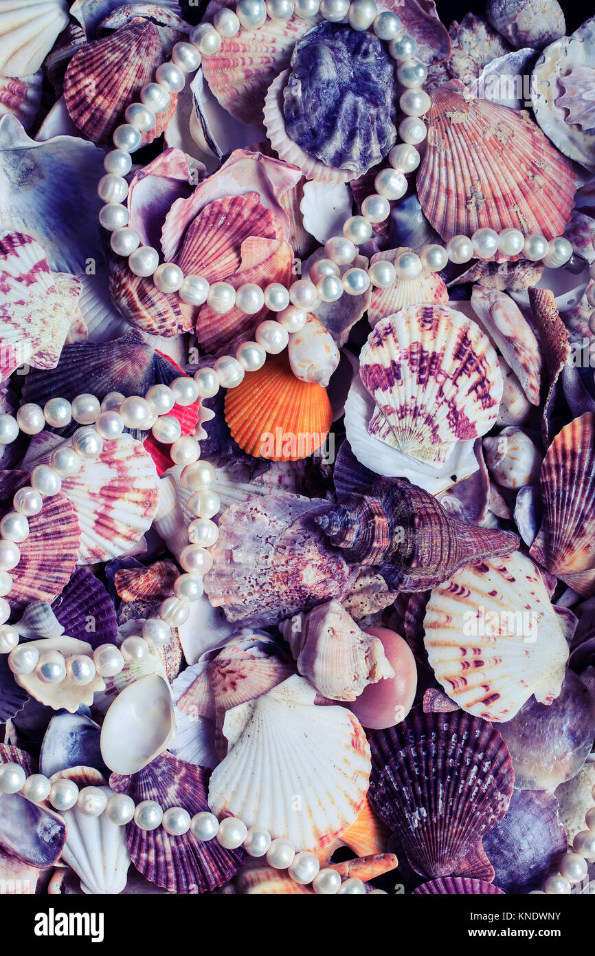 Seashell Abstract by Thelma1