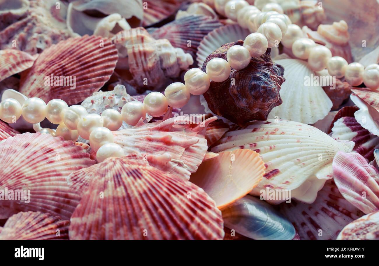 Prety Shells beautiful sea background with colorful shells of different shapes and ...