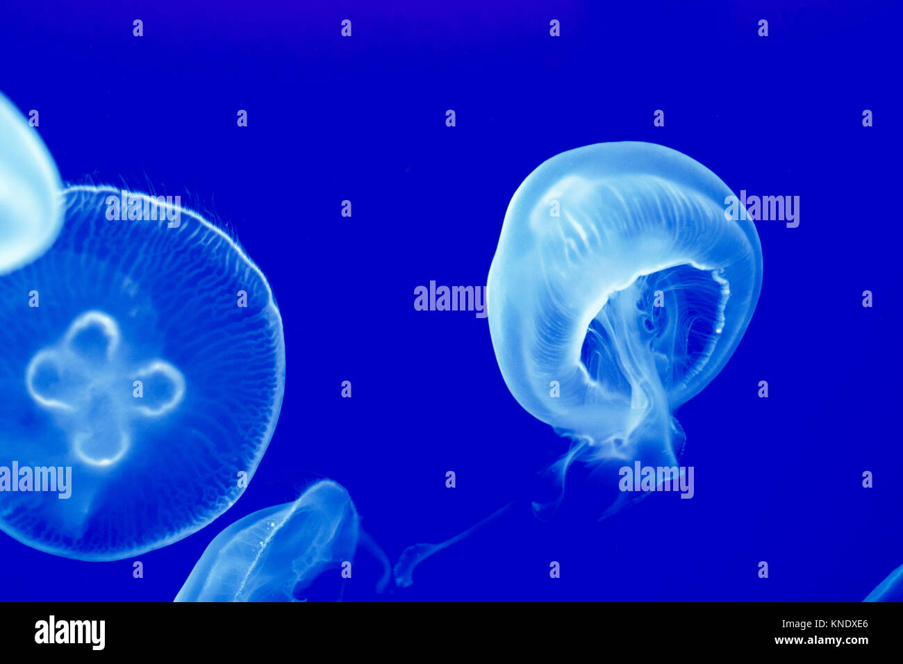 Detail of Moon Jellies in the See Stock Photo