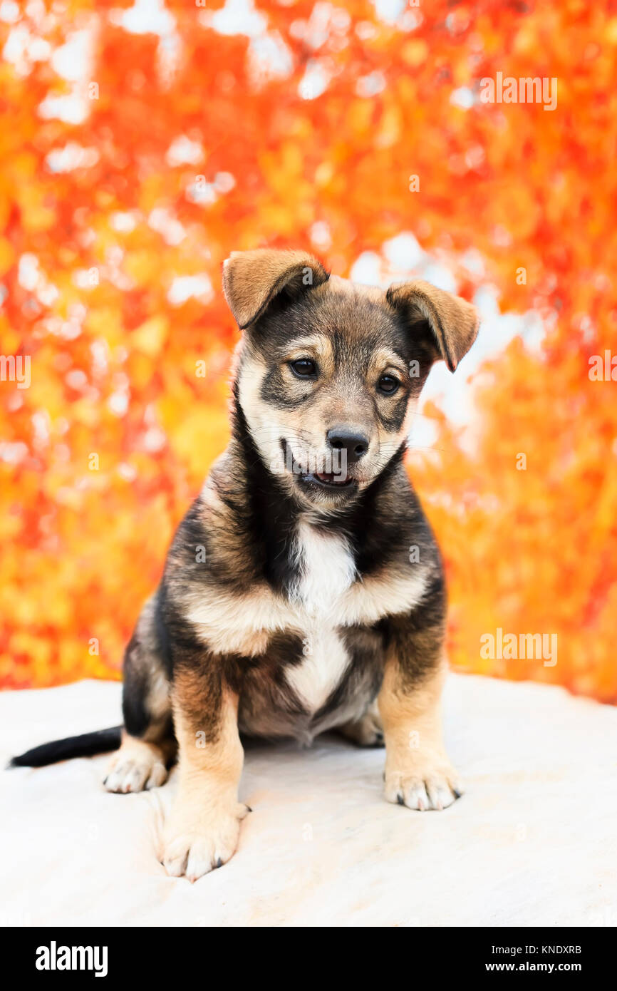 portert cute adorable puppy sitting in the Park on the background of ...