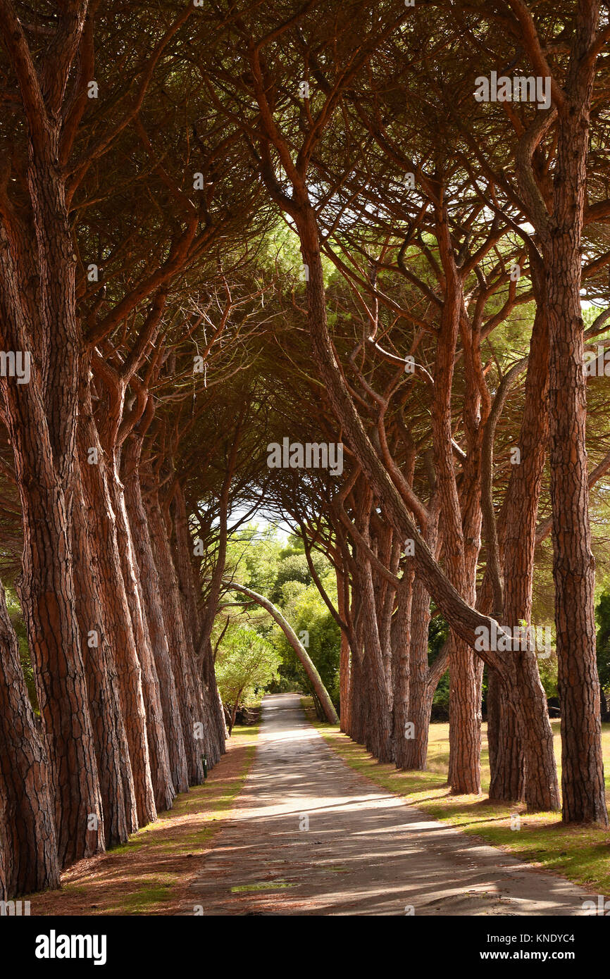 Pine alley in brijuni island hi-res stock photography and images - Alamy