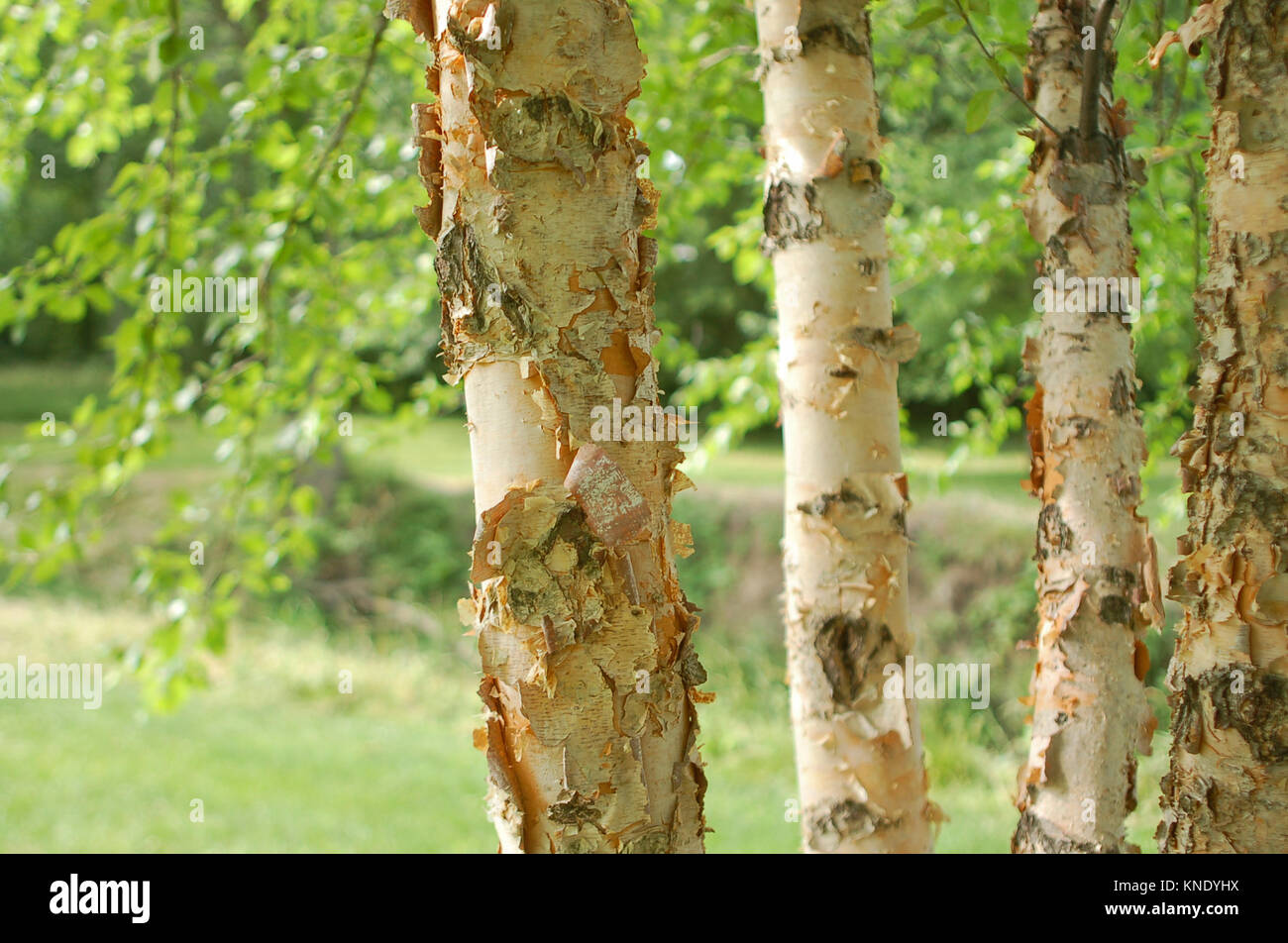 Birch Tree Trunks Stock Photo Alamy
