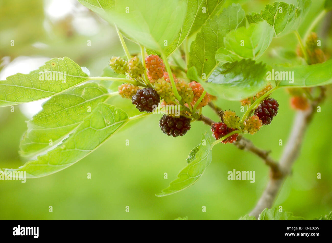 Mulberries Growing on the Tree Stock Photo Alamy