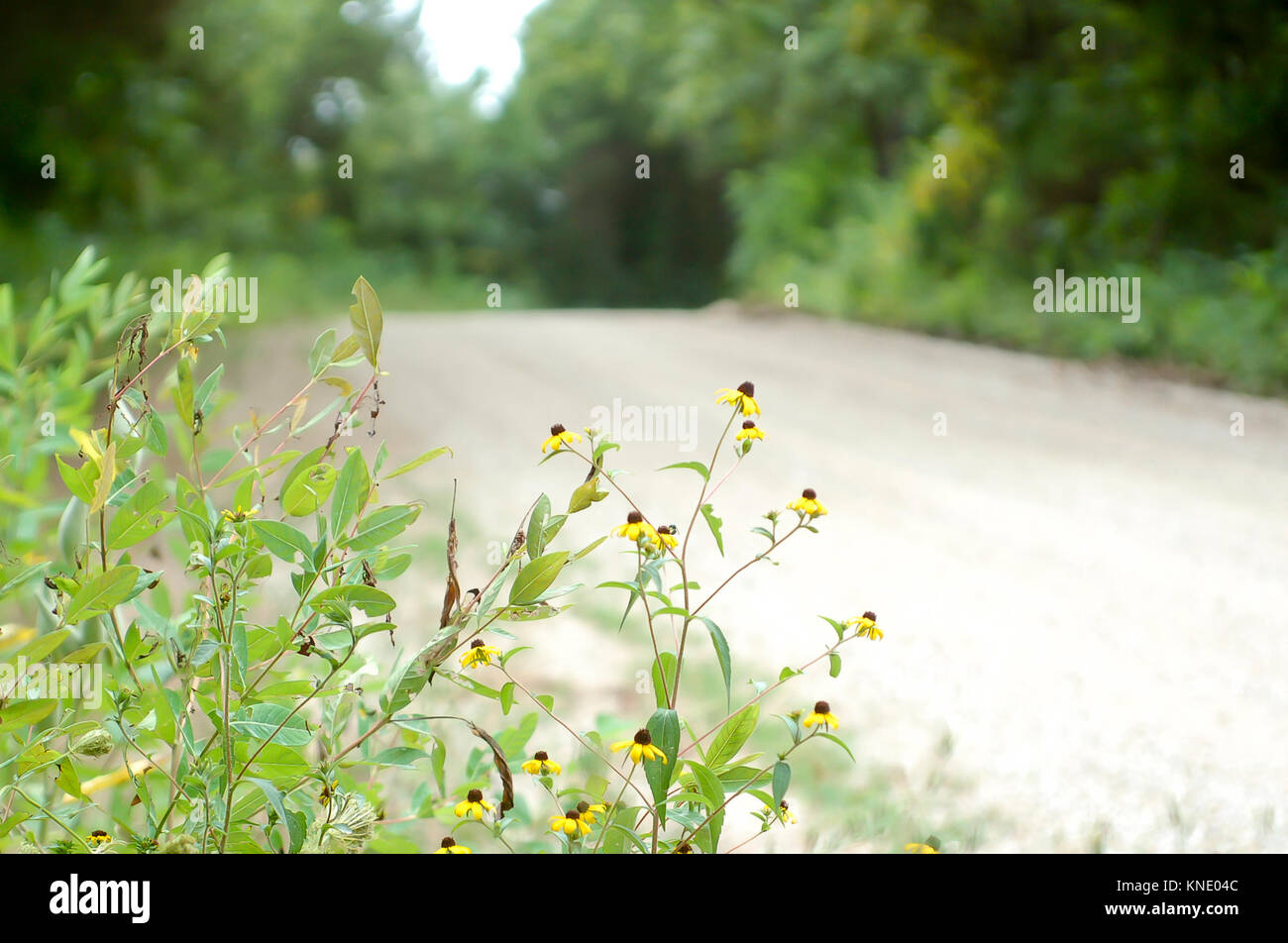 Wildflowers by the road hires stock photography and images Alamy