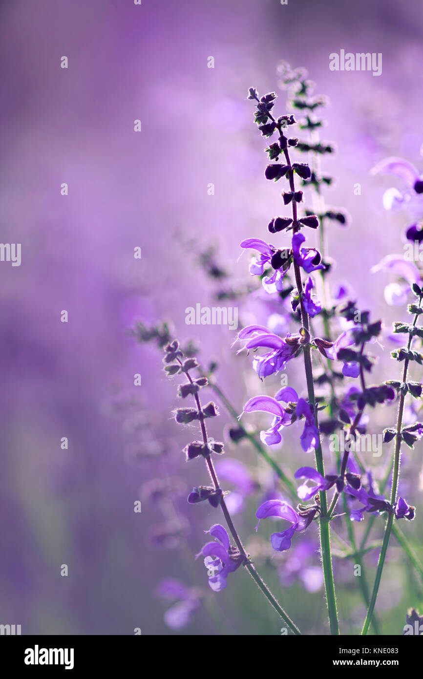 Beautiful purple summer flowers hi-res stock photography and images - Alamy