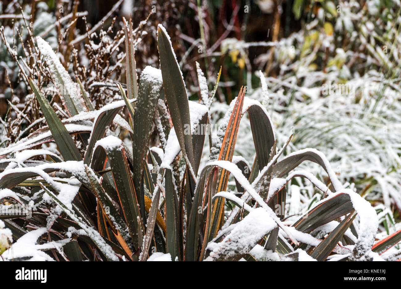 Phormium Maori Queen evergreen leaves covered in snow winter. Stock Photo